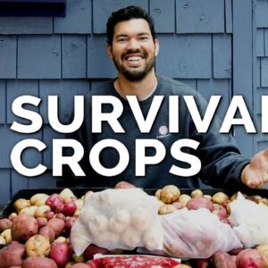 9 Survival Gardening Crops to Grow in a Post Apocalyptic World