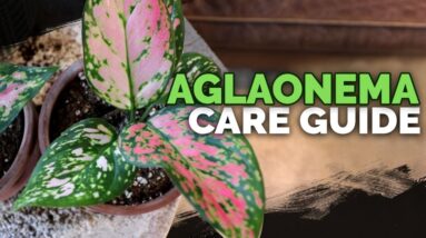 Aglaonema (Chinese Evergreen) Care: A Noob-Proof Houseplant