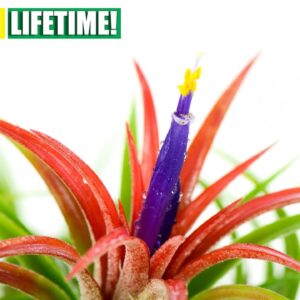 Air Plant Flowering Once in it’s Lifetime