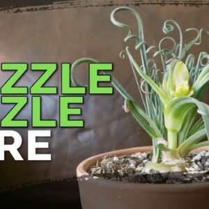 Albuca Spiralis Care | 'Frizzle Sizzle' Plant