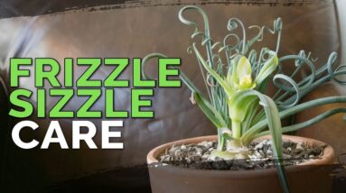 Albuca Spiralis Care | 'Frizzle Sizzle' Plant