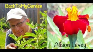 An English Wild Garden with Alison Levey