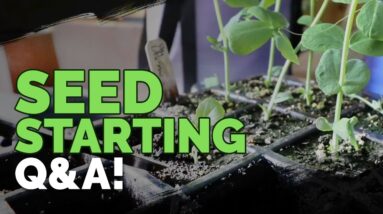 Answering 18 of Your Seed Starting Questions!