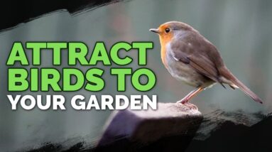 Attract More Birds: Bird Houses, Baths, and Feeders Explained