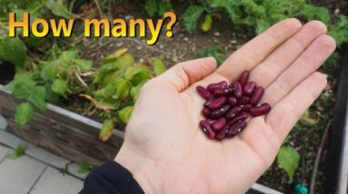 Bean Harvest 2019