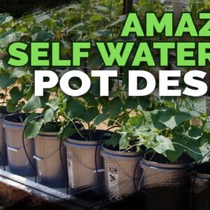 Best Self Watering Pot Design I've Seen Yet!