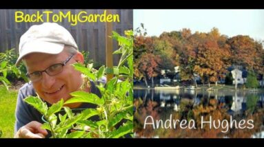 BTMG090 Gardening In Michigan with Andrea Hughes