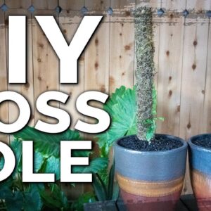 Build an Easy DIY Moss Pole for Climbing Indoor Houseplants!
