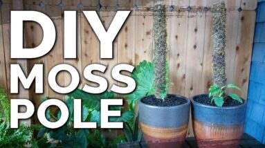Build an Easy DIY Moss Pole for Climbing Indoor Houseplants!