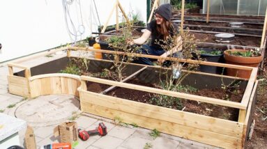 Building a Raised Bed for Blueberries