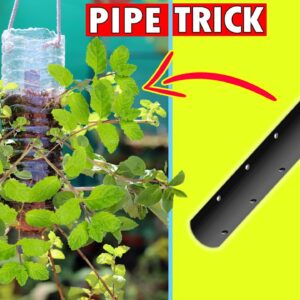HOW TO GROW MINT IN PLASTIC BOTTLES USING THIS NEW TRICK | RE-GROWING MINT IN DIY RECYCLED PLANTER