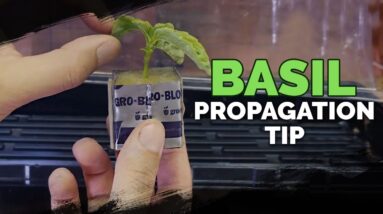 Cloning Basil: My Method for High Success Rates