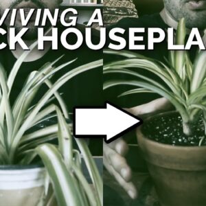 House Plant Rescue: Saving a Spider Plant From Death 🕷️🌱