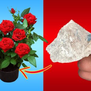 USE THIS IN YOUR GARDEN | 5 POWERFUL USES OF ALUM POWDER IN GARDENING //  FLOWERING & PEST CONTROL