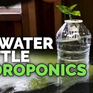 DIY Water Bottle Hydroponic System for Propagating and Herbs