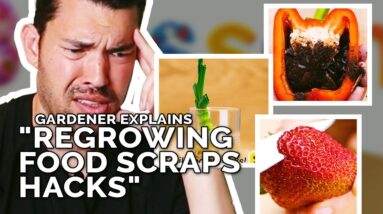 Do "Regrowing Food Scraps" Hacks Actually Work?