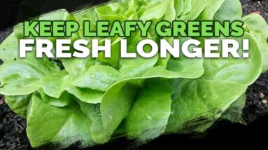Double The Shelf Life Of Your Leafy Greens in 3 Steps
