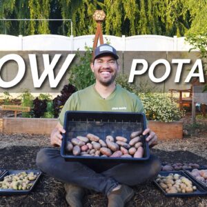 EASIEST Way to Grow Potatoes | Seed to Harvest to Kitchen 🥔