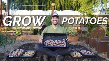 EASIEST Way to Grow Potatoes | Seed to Harvest to Kitchen 🥔