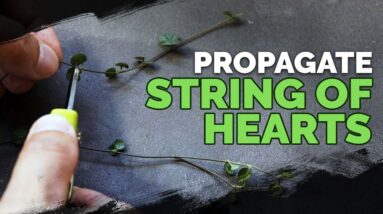 Easy String of Hearts Propagation Method 🌱💚