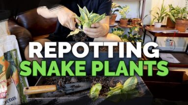 Easy Tips for Propagating and Repotting Snake Plants