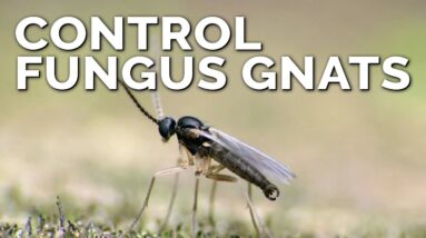 Foolproof Fungus Gnat Prevention and Control