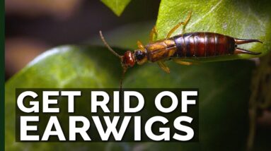 Get Rid of Earwigs With These 2 Traps!