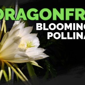 How to Grow Dragonfruit Part 4: Blooming & Pollination 🐉🏵️