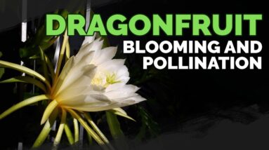How to Grow Dragonfruit Part 4: Blooming & Pollination 🐉🏵️