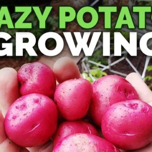 Growing Potatoes By IGNORING Them (EPIC HARVEST)