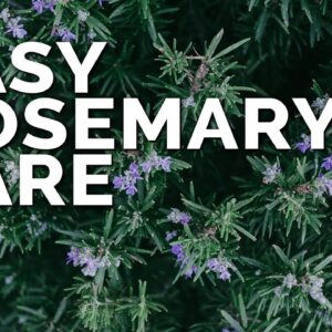 Growing Rosemary is SO Easy, You'll Have to Try To Kill It