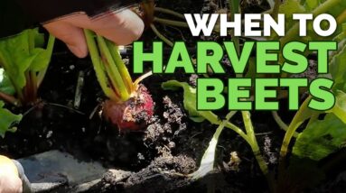 Harvesting Beets: When, How, and Tips for Storing Beets