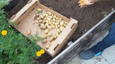 Harvesting Potatoes and Beans