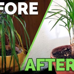 Houseplant Care: Bring Your Houseplant Back to Life!