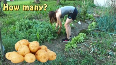 How many #potatoes can you grow from one?