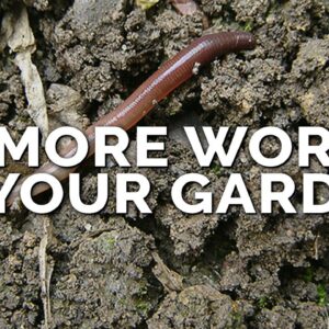 How to Attract More Earthworms To Your Garden (& Why They Matter)
