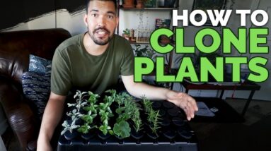 How to Clone Plants: Propagating in an Aeroponic System 101