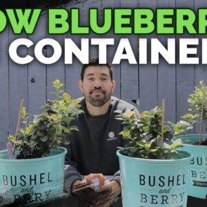 How to Grow Blueberries in Containers: Soil and Planting