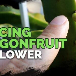 How to Grow Dragonfruit Part 3: Inducing Flowering