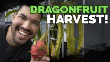 How To Grow Dragonfruit Part 5: HARVEST and End of Season Care