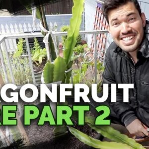 How to Grow Dragonfruit (Pitahaya) Pt. 2: Tying Up and Taking Cuttings
