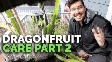How to Grow Dragonfruit (Pitahaya) Pt. 2: Tying Up and Taking Cuttings