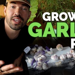 How to Grow Garlic (Part 1) | Varieties, Soil Prep, and Planting
