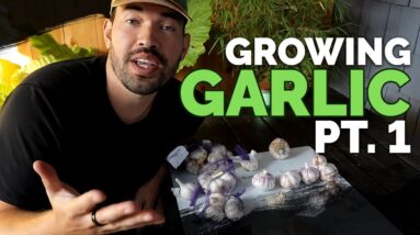 How to Grow Garlic (Part 1) | Varieties, Soil Prep, and Planting
