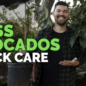 How to Grow Hass Avocados: Quick Care Guide