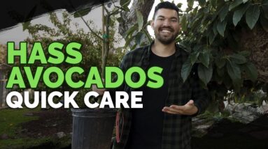 How to Grow Hass Avocados: Quick Care Guide