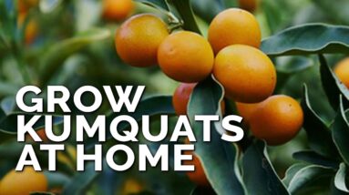 How to Grow Kumquat Trees in Containers Pt. 1