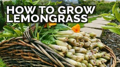 How to Grow Lemongrass and Propagate it FOREVER