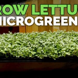 How to Grow Lettuce Microgreens Fast & Easy🌱