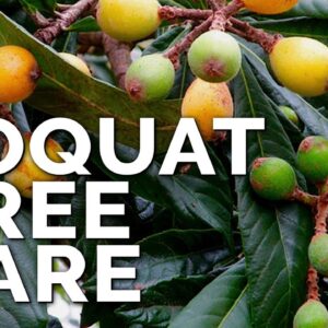 How to Grow Loquat Trees and Get a TON of Fruit